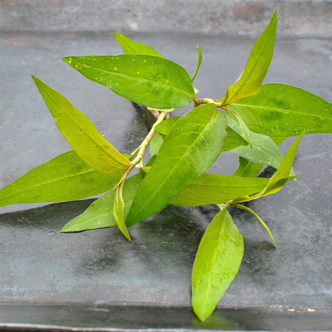 Vietnamesischer Koriander (Persicaria odorata)