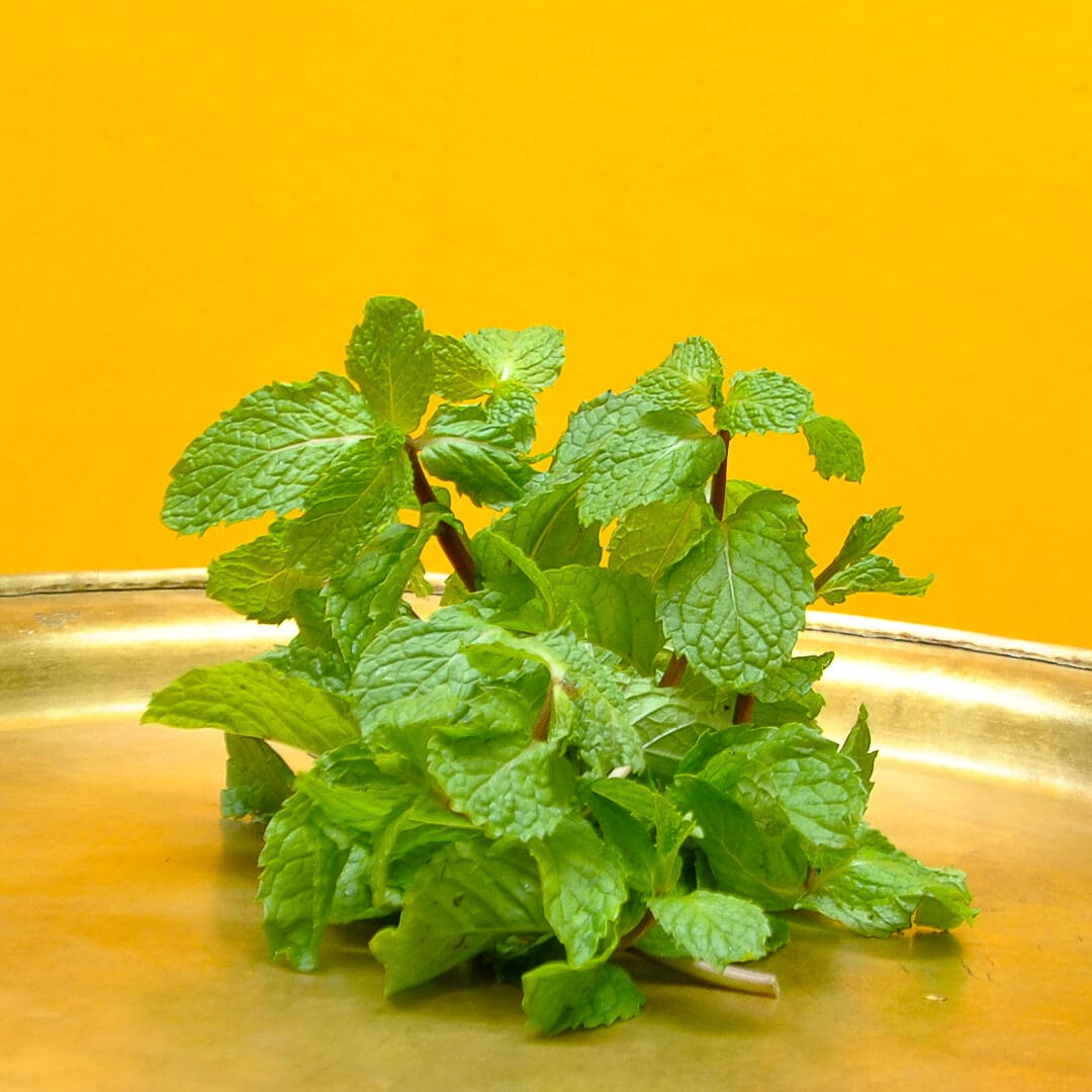Thai-Minze – Mentha Species “Thai”